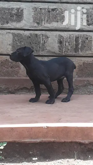 Baby Female Purebred Boerboel