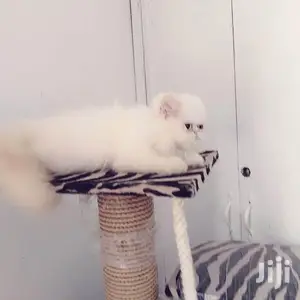Young Male Purebred Persian