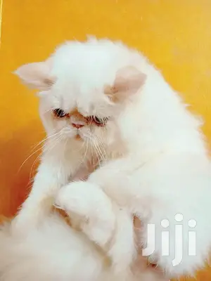 Young Male Purebred Persian