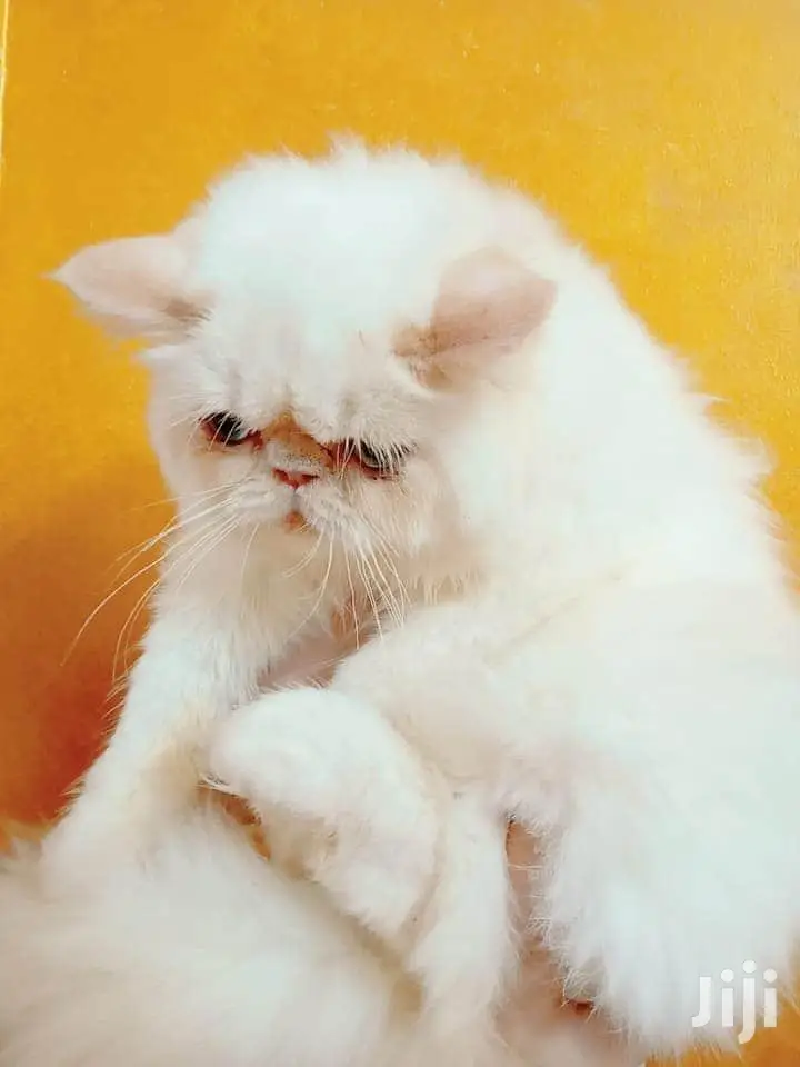 Young Male Purebred Persian