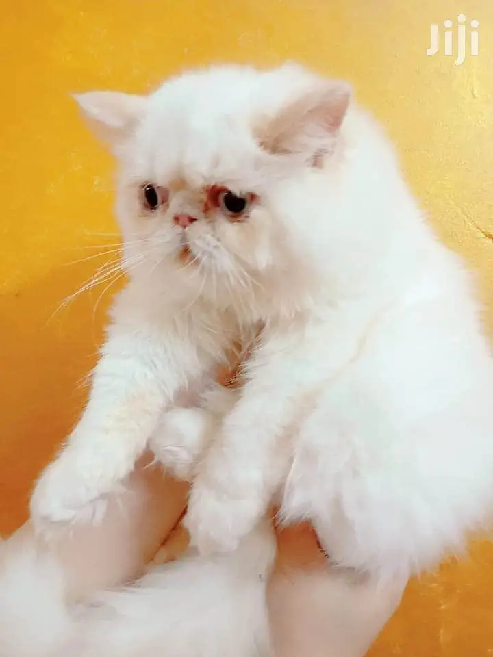 Young Male Purebred Persian