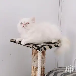 Young Male Purebred Persian