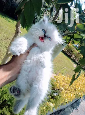 Baby Male Purebred Persian