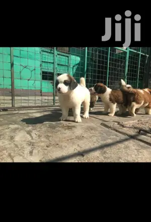 1-3 month Male Purebred Saint Bernard