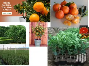 Dwarf Washington Navel Orange Tree