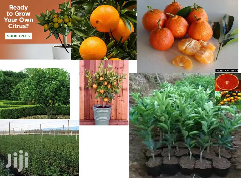 Dwarf Washington Navel Orange Tree