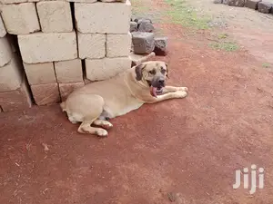1+ Year Female Purebred Boerboel