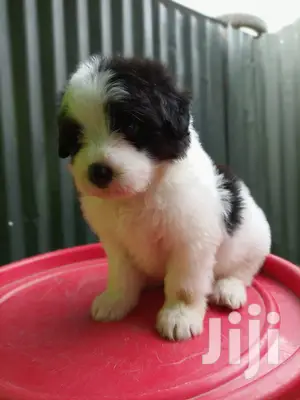 1-3 Month Male Purebred Maltese