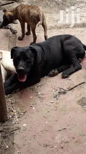 1+ Year Male Purebred Boerboel