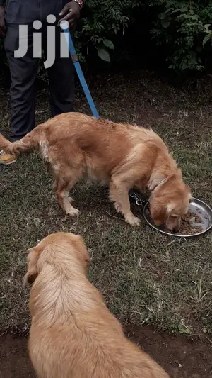 1-3 month Male Purebred Golden Retriever