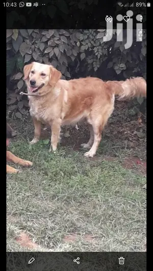 0-1 month Male Purebred Golden Retriever