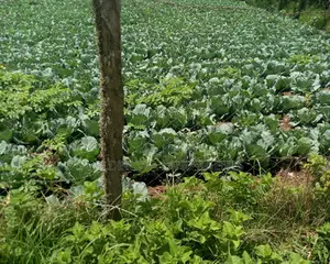 Land on Sale at Ihindu Naivasha
