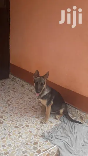 1-3 Month Female Purebred German Shepherd