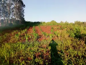 40 By 80 Plot For Sale At Kimorori