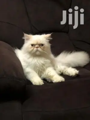 6-12 month Male Purebred Persian