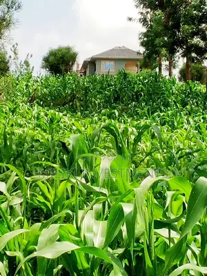 40 by 80 Ft Plot for Sale at Githanji/Kandara Investment.