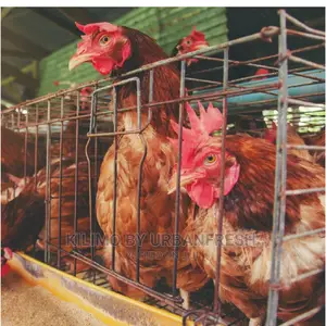 Battery Cages for Layers 128 Slots for Layers