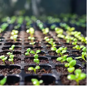 Seedlings:Vegetables,Fruits,Herbs,Flowers,Fodder Trees