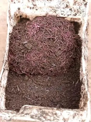 Worm Casting Compost/Vermicompost