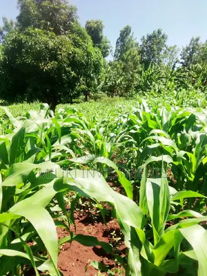 50 by 100 Plot Sale at Kenol.