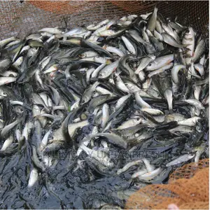 Tilapia Catfish Fingerlings