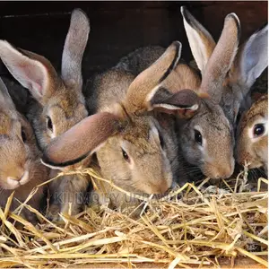 Rabbit Bunnies Mature Wide Variety of Breeds