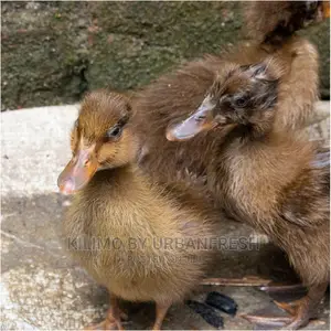 Ducks and Ducklings: Pekin/Muscovy/Khaki Campbell/ Swedish