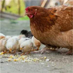 Sasso/Kenbro/Rainbow/Karichicks / Pullets / Layers/ Broilers