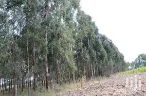 Eucalyptus Trees Clear Field Sale