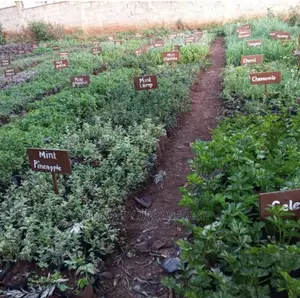 Herbs Spices Seedlings. Request Comprehensive Pricelist