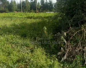 Plots On At Hato Kiambu Kinari