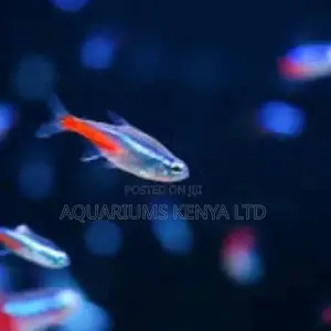 Tetra Aquarium Fish