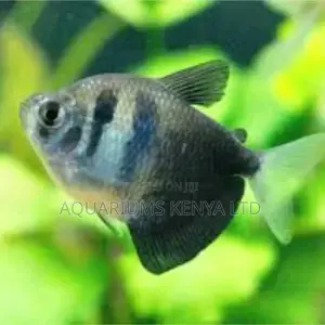 B.Widow Aquarium Fish