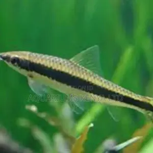 Siamese Shark Aquarium Fish