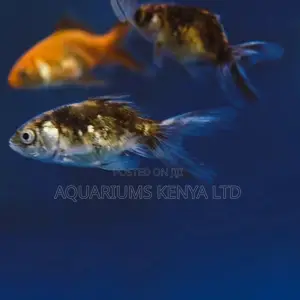 Shubunkin Aquarium Fish