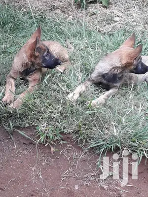 1-3 Month Female Purebred German Shepherd