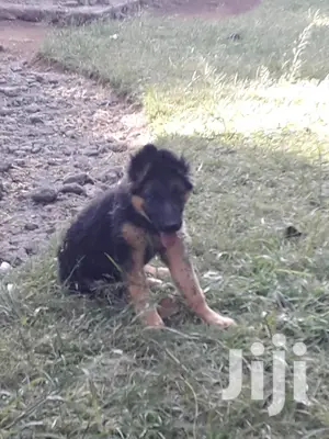 1-3 month Female Purebred German Shepherd