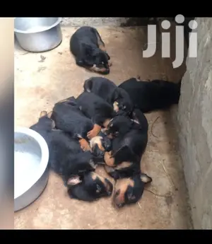 1-3 month Male Purebred Rottweiler