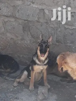 6-12 month Female Purebred German Shepherd