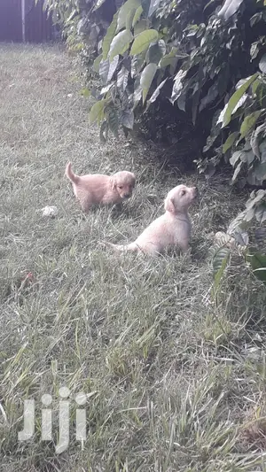 1-3 Month Female Purebred Golden Retriever