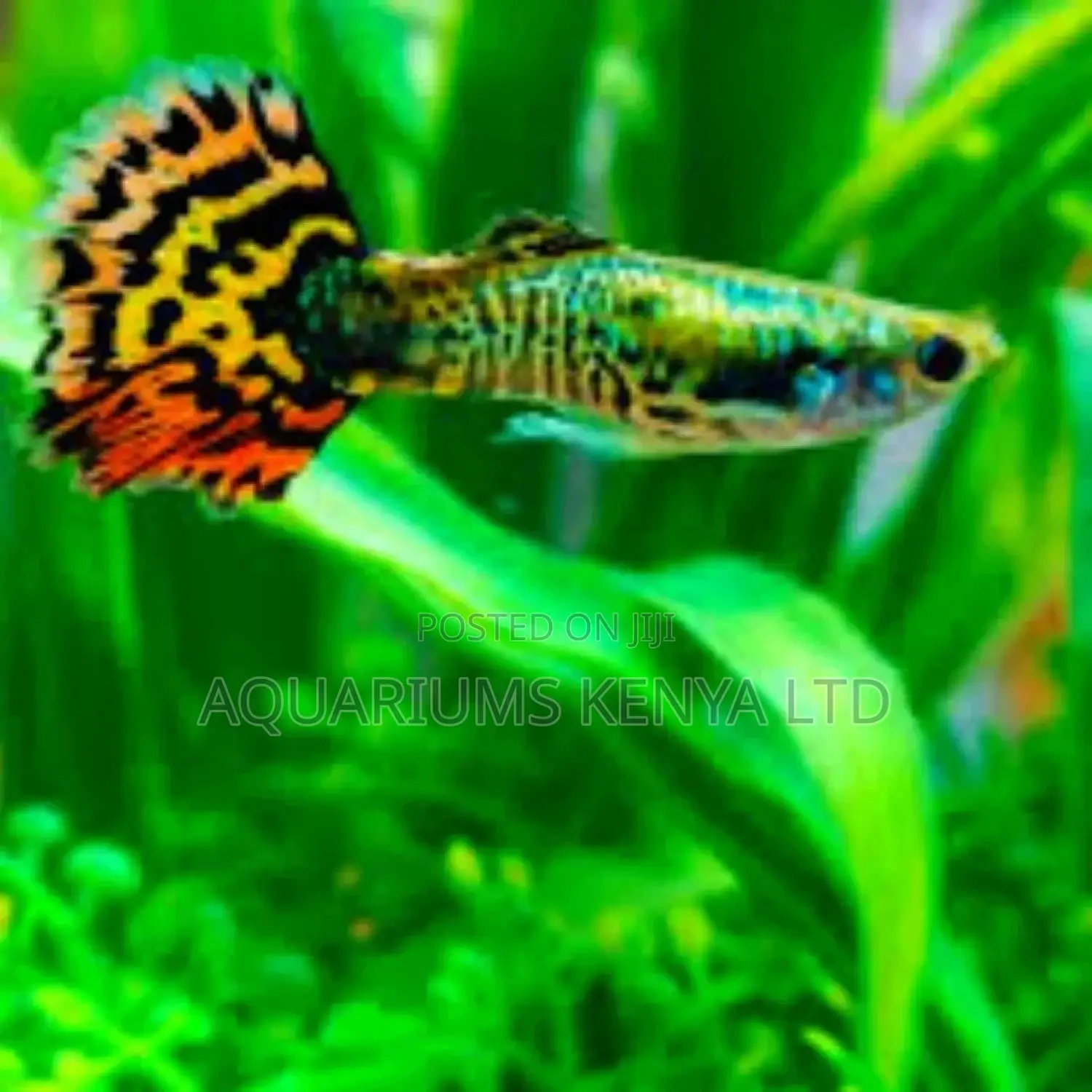 Fancy Cobra Guppies Aquarium Fish