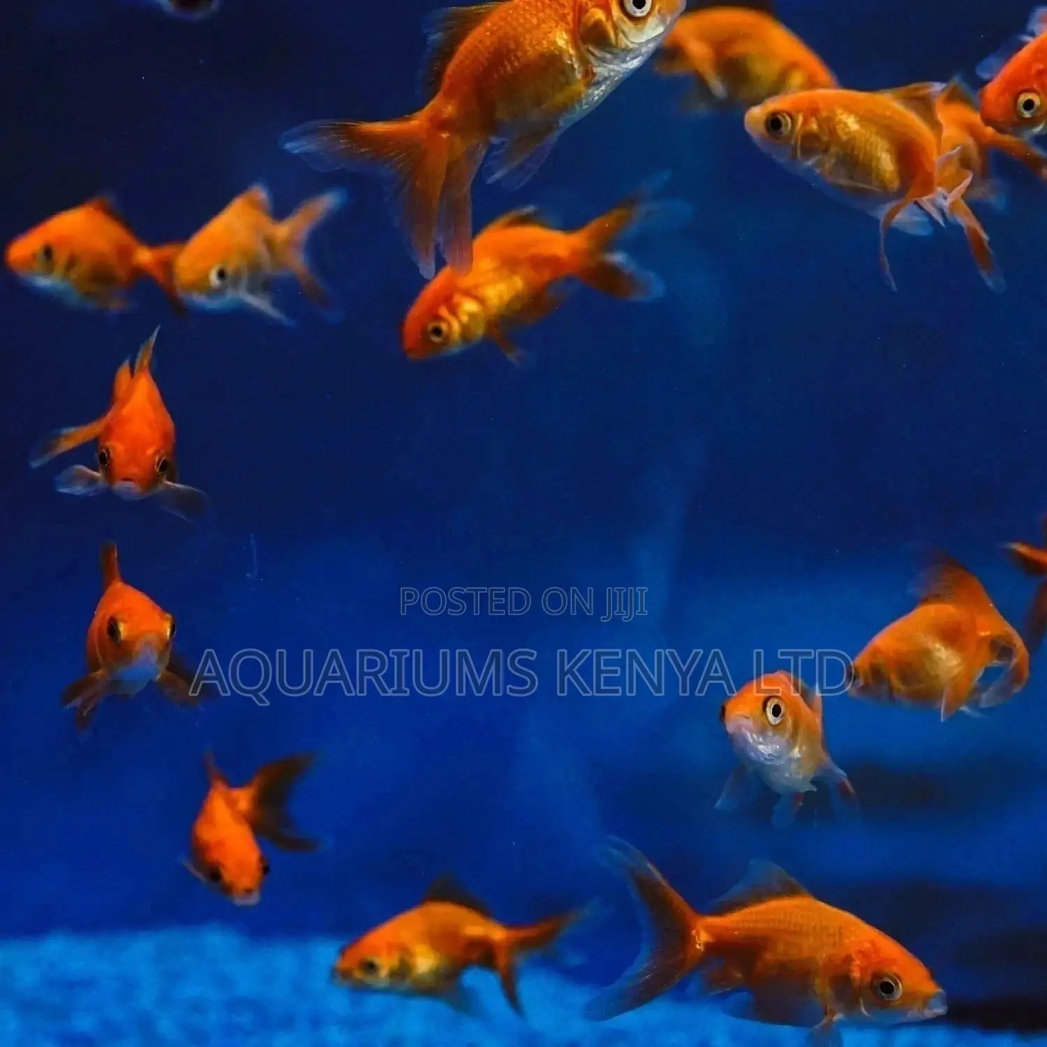 Comet Goldfish Aquarium Fish