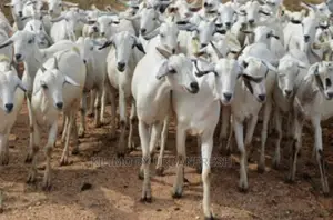 Galla Goats