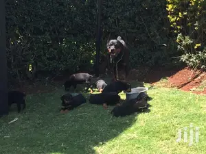 1-3 month Female Purebred Rottweiler