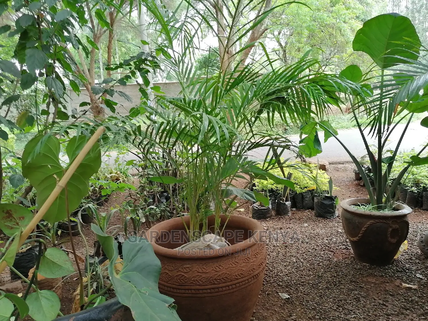 Potted Golden Palms