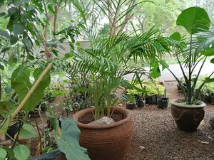 Potted Golden Palms