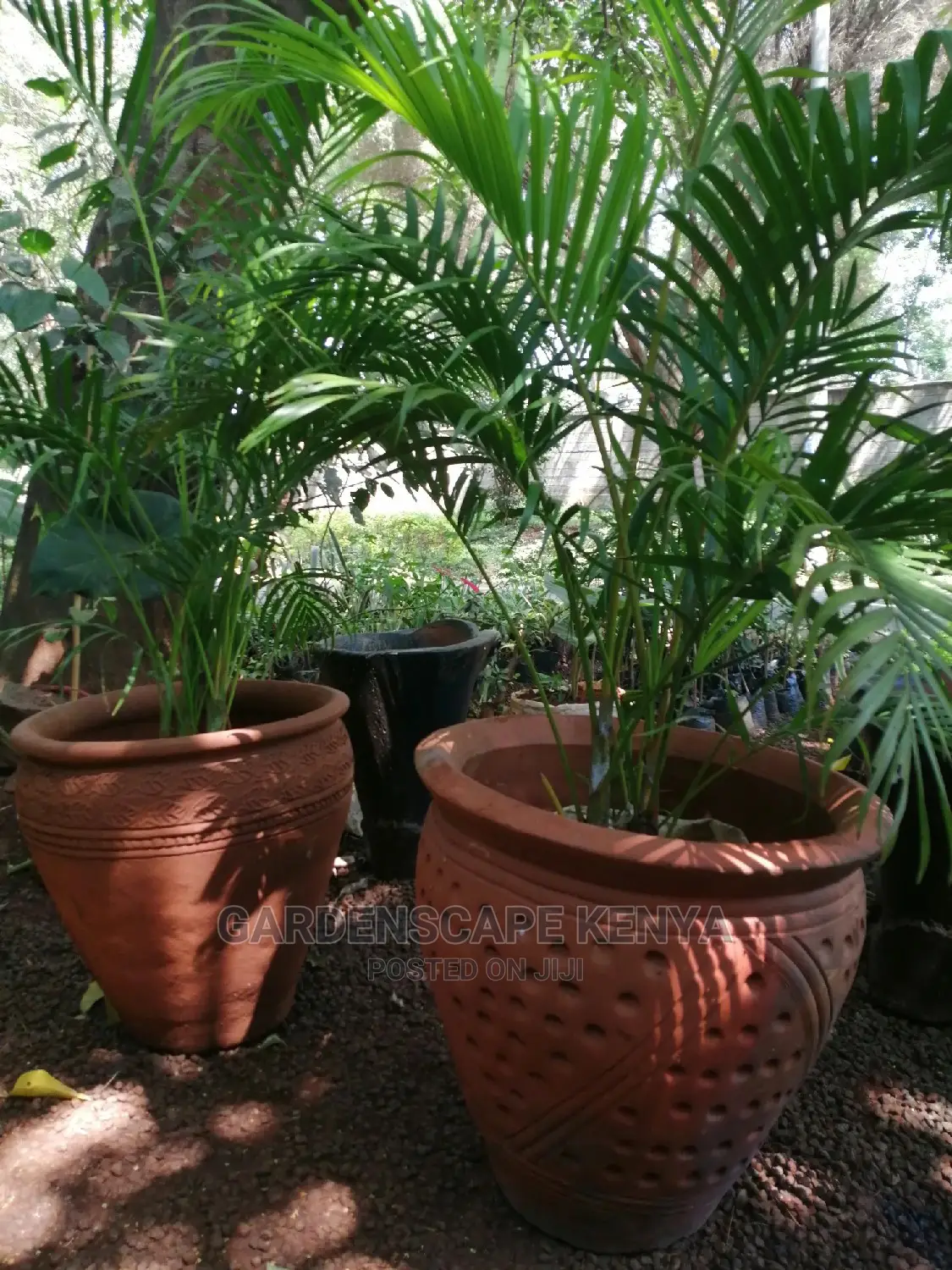 Potted Golden Palms