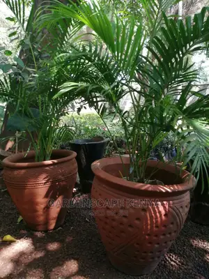 Potted Golden Palms