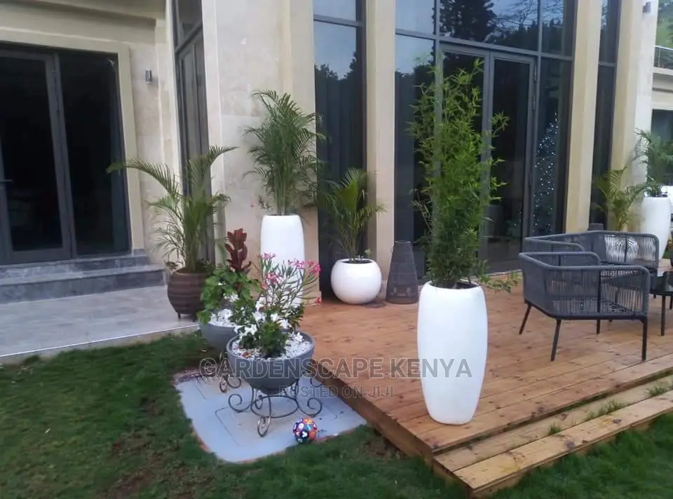 Potted Bamboos