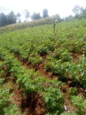 14acres of Land Olkalau Town